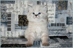 Female Siberian Kitten from Deedlebug Siberians